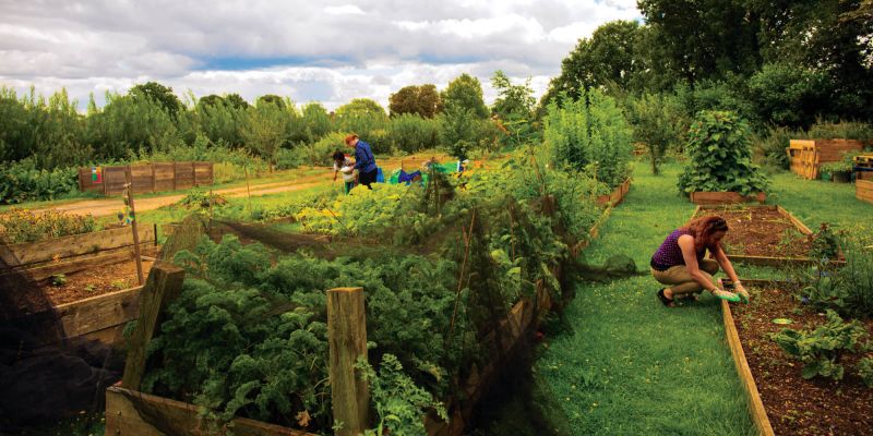 AH community garden 2