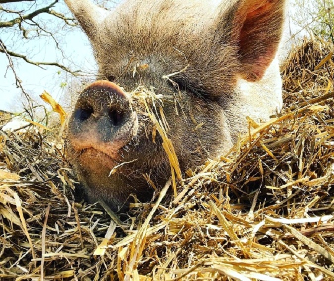 Photo of a Pig at the happy pants ranch