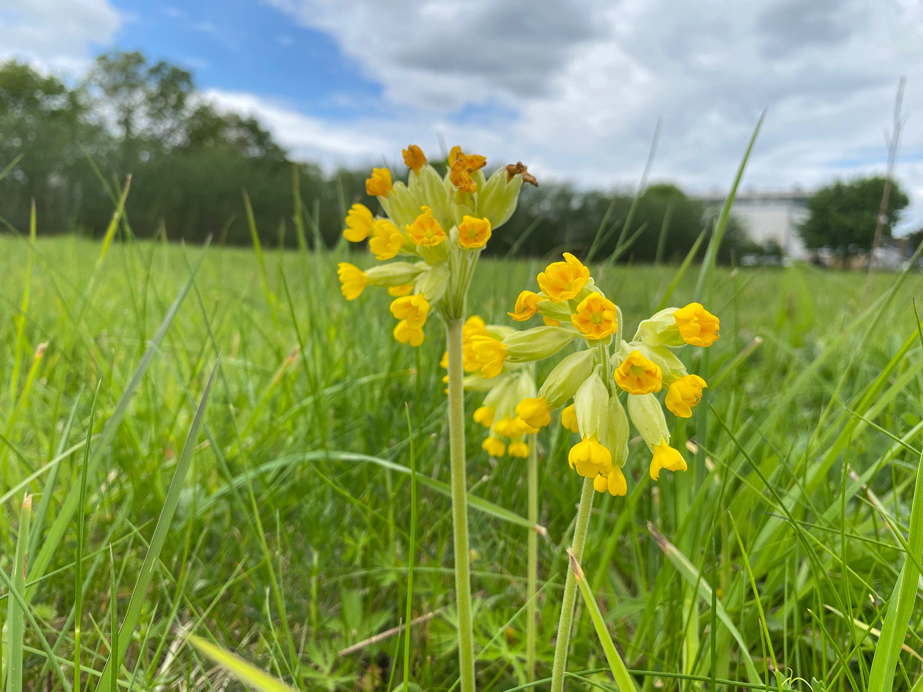 Cowslip at campus